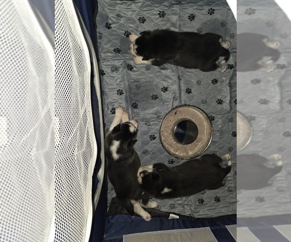 Medium Photo #52 Siberian Husky Puppy For Sale in ALTON, IL, USA