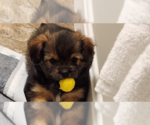 Small Photo #4 ShiChi Puppy For Sale in Aurora, IN, USA