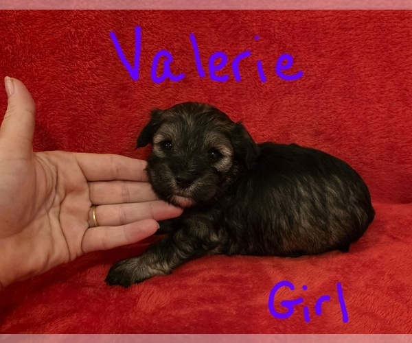 Medium Photo #3 Chizer Puppy For Sale in MONTEZUMA, GA, USA