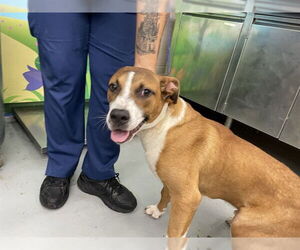 American Staffordshire Terrier-Unknown Mix Dogs for adoption in Waco, TX, USA