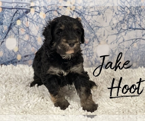 Medium Photo #1 Bernedoodle-Poodle (Standard) Mix Puppy For Sale in SPARTA, TN, USA