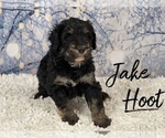 Small Photo #1 Bernedoodle-Poodle (Standard) Mix Puppy For Sale in SPARTA, TN, USA