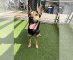 Small #1 German Shepherd Dog Mix