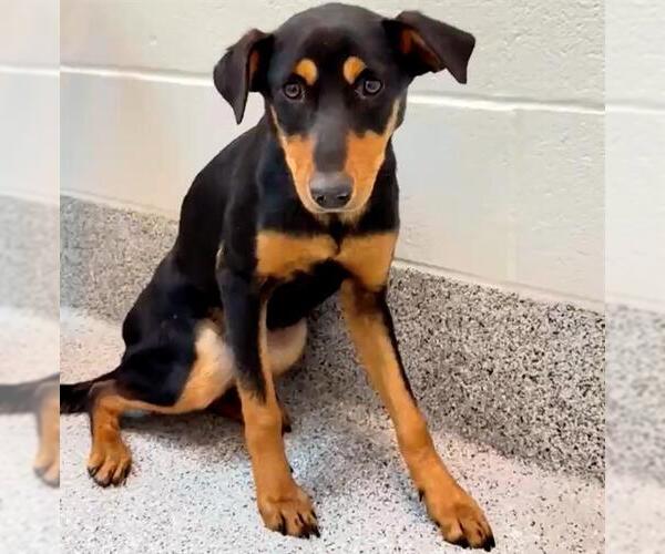 Medium Photo #2 Doberman Pinscher-Unknown Mix Puppy For Sale in Houston, TX, USA