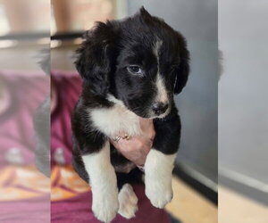 Borador Dogs for adoption in Aurora, IN, USA