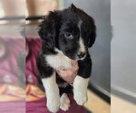 Candy Bars : Baby Ruth - Female Borador Dog for Adoption - Small photo