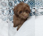 Small Photo #3 YorkiePoo Puppy For Sale in ELKTON, KY, USA