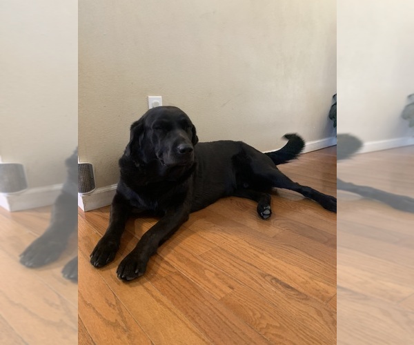 Medium Photo #1 Golden Labrador Puppy For Sale in FARMINGTON, MO, USA