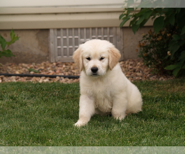 Medium Photo #16 Golden Retriever Puppy For Sale in NUNN, CO, USA