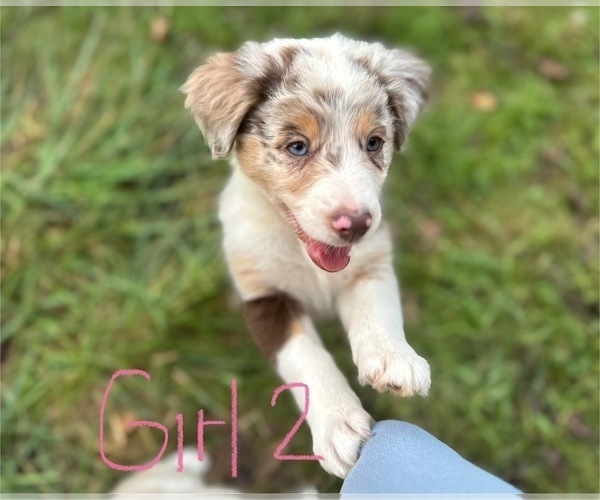 Medium Photo #3 Australian Shepherd Puppy For Sale in HYDEN, KY, USA
