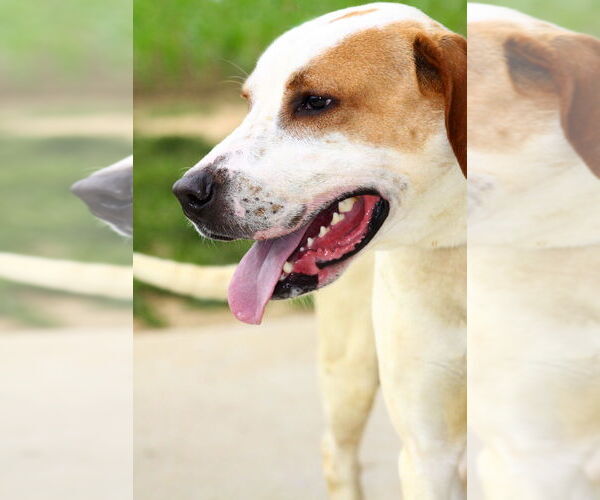 Medium Photo #2 Mutt Puppy For Sale in Evansville, IN, USA