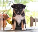 Small #4 Miniature Australian Shepherd