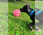 Small #1 American Pit Bull Terrier-Labrador Retriever Mix