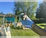 Small #16 French Bulldog