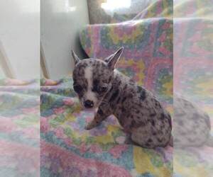 Chihuahua Puppy for sale in SALUDA, SC, USA
