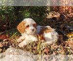 Small Photo #19 Cavapoo (Miniature)-Poodle (Standard) Mix Puppy For Sale in CAPAC, MI, USA
