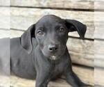 Small American Pit Bull Terrier-Labrador Retriever Mix