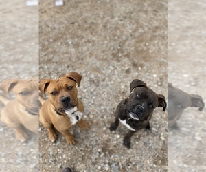 Bullypit Dogs for adoption in PRESCOTT VALLEY, AZ, USA