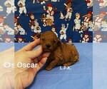 Small Photo #2 Poodle (Toy) Puppy For Sale in WINNSBORO, LA, USA
