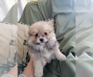 Pomeranian Puppy for Sale in WILLIAMSBURG, Colorado USA