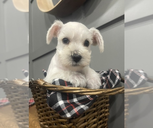 Medium Photo #4 Schnauzer (Miniature) Puppy For Sale in FAIRFIELD, CA, USA