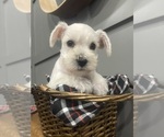 Small Photo #4 Schnauzer (Miniature) Puppy For Sale in FAIRFIELD, CA, USA
