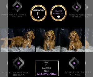 Cavapoo Puppy for sale in WARSAW, IN, USA