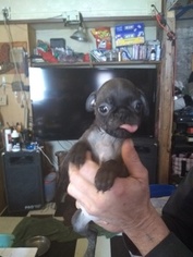 Buggs Puppy for sale in LORRAINE, NY, USA