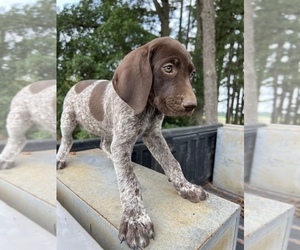 German Shorthaired Pointer Puppy for sale in WARSAW, NC, USA