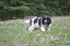 Small Photo #1 Newfoundland Puppy For Sale in ASHVILLE, AL, USA