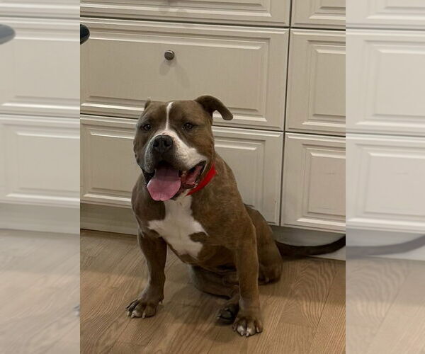 Medium Photo #1 American Bulldog-Unknown Mix Puppy For Sale in Lakewood, CO, USA