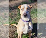 Spencer - Male Labrador Retriever Dog for Adoption - Small photo