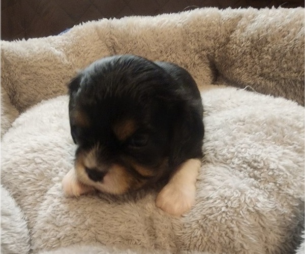 Medium Photo #56 Aussalier Puppy For Sale in ATHOL, ID, USA