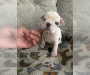 Medium English Bulldog