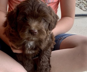 Aussie-Poo Puppy for sale in AVA, MO, USA
