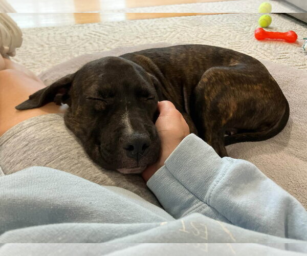 Medium Photo #2 Mutt Puppy For Sale in Plainfield, IL, USA