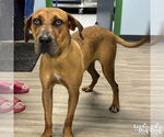Small #2 Boxer Mix