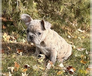 French Bulldog Puppy for Sale in MIDDLEBURY, Indiana USA