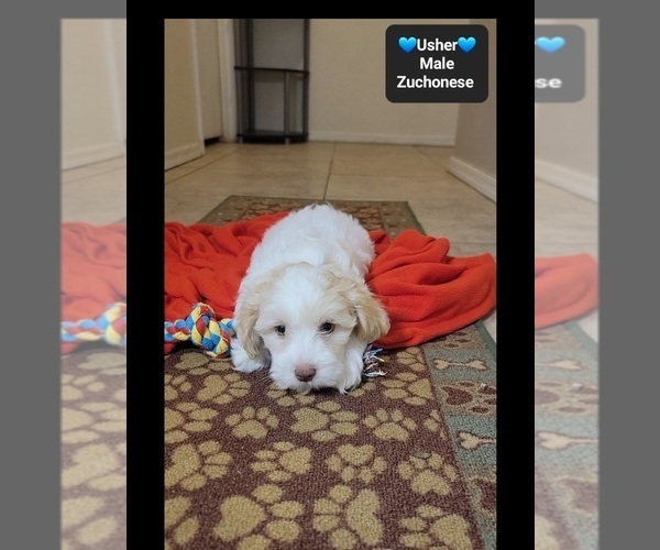 Medium Photo #2 Havanese-Zuchon Mix Puppy For Sale in TUCSON, AZ, USA