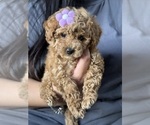 Small Photo #20 Poodle (Toy) Puppy For Sale in NORTH HILLS, CA, USA