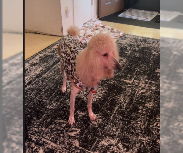 Medium Photo #3 Poodle (Standard)-Unknown Mix Puppy For Sale in Grafton, WI, USA