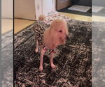 Small #2 Poodle (Standard) Mix