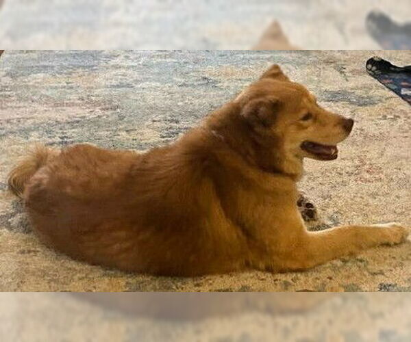 Medium Photo #4 Australian Retriever Puppy For Sale in Newfoundland, PA, USA