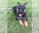 Small Photo #1 German Shepherd Dog Puppy For Sale in HENDERSON, NC, USA