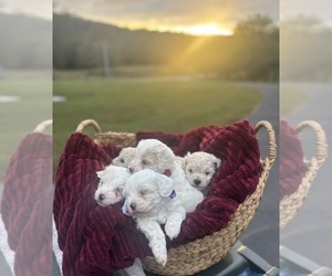 Maltipoo Litter for sale in HICKORY, NC, USA
