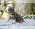 Puppy Sadie French Bulldog