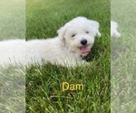 Small Photo #1 Zuchon Puppy For Sale in BLOOMFIELD, IN, USA