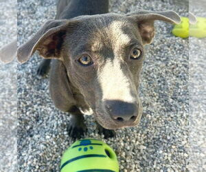 Dachshund-Unknown Mix Dogs for adoption in Jefferson, WI, USA