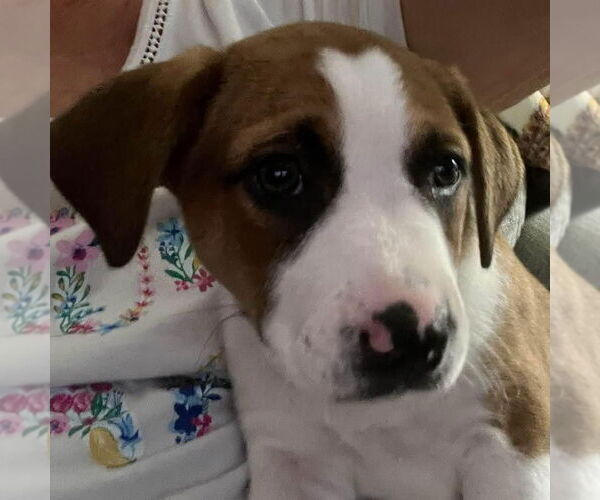 Medium Photo #2 American Pit Bull Terrier-Labrador Retriever Mix Puppy For Sale in Kannapolis, NC, USA