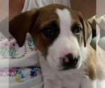 Small #1 American Pit Bull Terrier-Labrador Retriever Mix